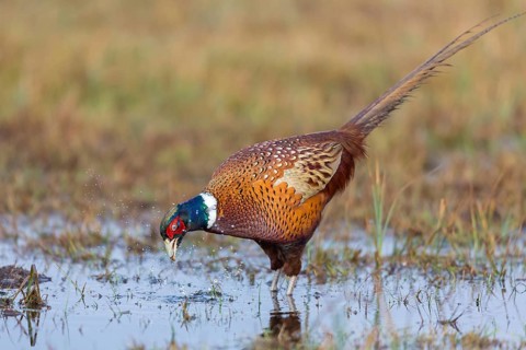 Fasan, Common Pheasant, Pheasant, Ring-necked Pheasant, Phasianus colchicus, Faisan de Colchide,