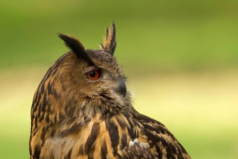 Eurasian Eagle-Owl (Bubo bubo) female, Utrecht, Netherlands