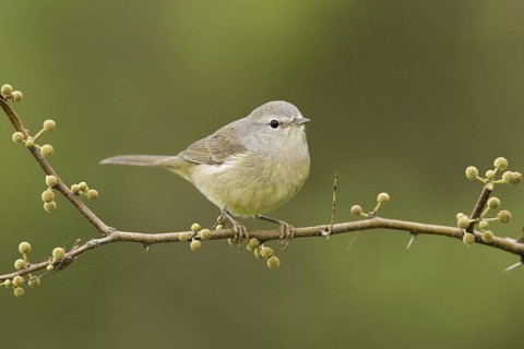 Orange-crowned Warbler (Leiothlypis celata), Texas, USA