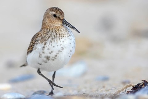 Animal, Animals, Bird, Birds, dunlin (Calidris alpina), Snipe bird, Heligoland, Schleswig-Holstein,