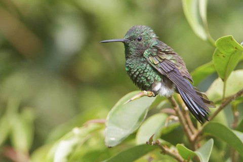 Steely-vented Hummingbird (Amazilia saucerrottei) perched on a branch in Costa Rica, Central