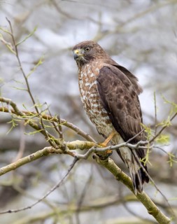 A Broad-winged Hawk, Buteo platypterus perched at Duck Mountain Provincial Park, Saskatchewan