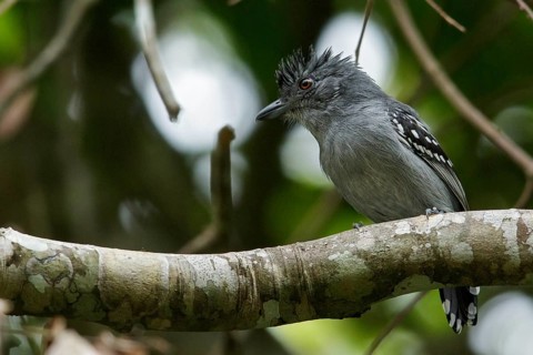 Northern Slaty-Antshrike (Thamnophilus punctatus) perched on a branch in the grasslands of Guyana