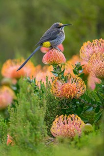 Cape sugarbird (Promerops cafer), Harold Porter National Botanical, Betty's Bay, Western Cape,