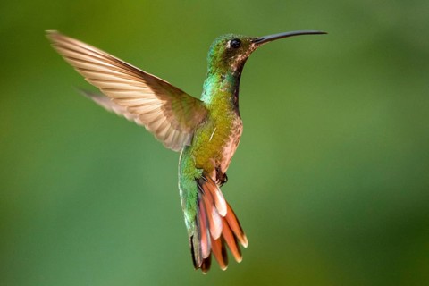 Rufous-tailed Hummingbird (Amazilia tzacatl) flying, Peten, Guatemala