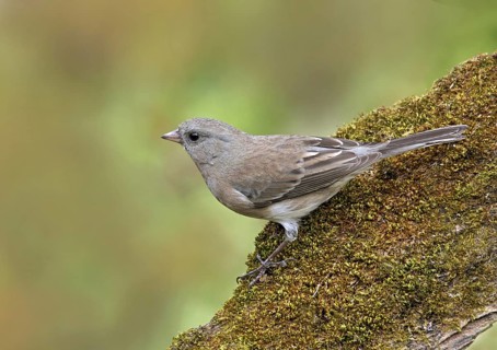 Slate-colored Junco (Junco hyemalis hyemalis), Saskatchewan, Canada