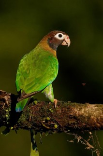 Brown-hooded Parrot (Pyrilia haematotis), Costa Rica