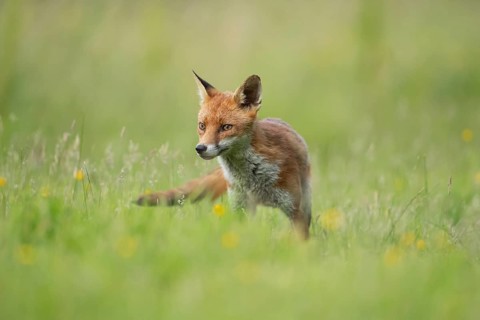 Red fox (Vulpes vulpes) adult animal in a countryside meadow in summer, England, United Kingdom