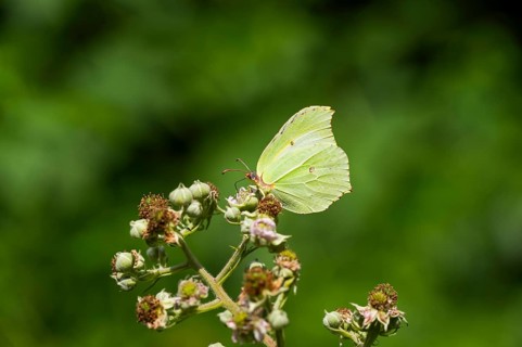 Common brimstone (Gonepteryx rhamni) butterfly on a flower eating nectar, Upper Palatinate,