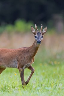 Curious European roe deer (Capreolus capreolus) young buck, male foraging in grassland at forest
