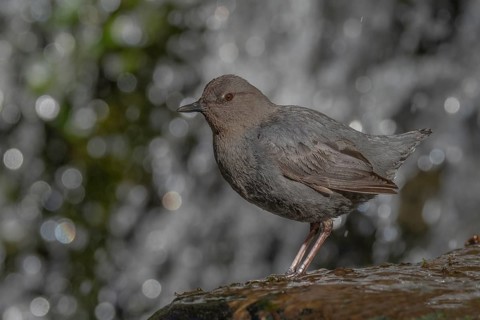 American Dipper (Cinclus mexicanus), California, USA