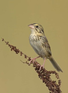 Henslow's Sparrow (Ammodramus henslowii), Ohio, USA