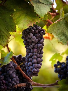 Close-up of vibrant purple grapes hanging from a vine amid green leaves in a sunlit Mallorca