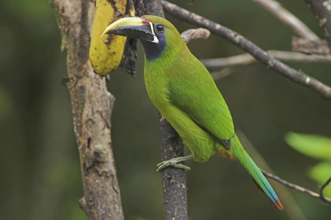 Blue-throated Toucanet (Aulacorhynchus caeruleogularis), Costa Rica