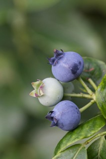 Vaccinium corymbosum BRAZELBERRY 'Jelly Bean', An den Dorfwiesen 9, Germany