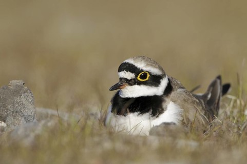 Little Ringed Plover (Charadrius dubius), North Rhine-Westphalia, Germany