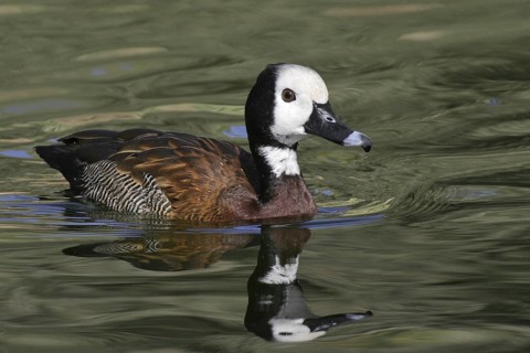 White-faced Whistling Duck (Dendrocygna viduata), Arizona, USA