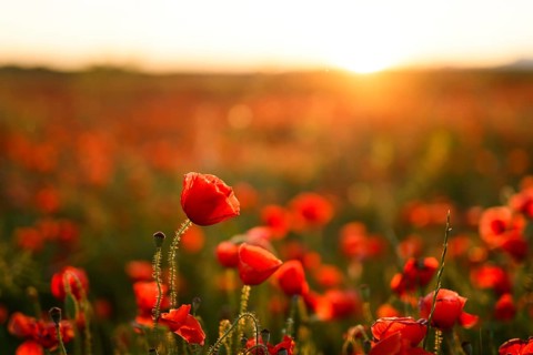 A vibrant field of Papaver rhoeas, commonly known as red poppy or common poppy, bathed in the