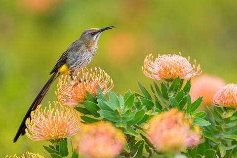 Cape sugarbird (Promerops cafer), Harold Porter National Botanical Gardens, Betty's Bay, Western