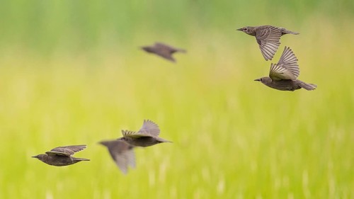 Common Starling (Sturnus vulgaris) juvenile flying, Brandenburg, Germany