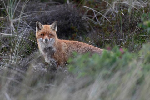 The red fox pheasant (Vulpes vulpes) does not make an enthusiastic impression, but calms down after