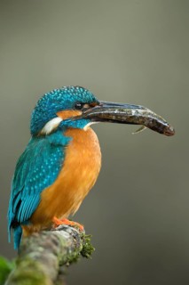 Common Kingfisher (Alcedo atthis) male perched on a branch with a fish in its beak, Lower Saxony,