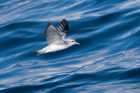 Fairy Prion (Pachyptila turtur) flying, Victoria, Australia