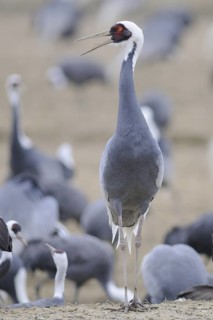 White-naped Crane (Antigone vipio) calling, Arasaki, Japan