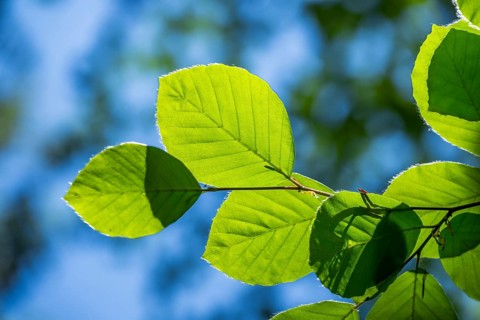 European beech (Fagus sylvatica) leafes against the blue sky in early summer near Regensburg, Upper
