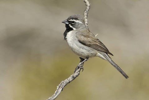 Black-throated Sparrow (Amphispiza bilineata), Arizona, USA