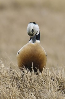 Steller's Eider (Polysticta stelleri) male, Alaska, USA
