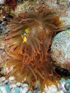 Fluorescent bubble anemone (Entacmaea quadricolor)
