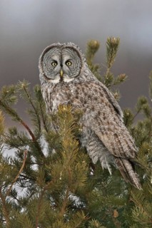 Great Grey Owl (Strix nebulosa), Maine, USA