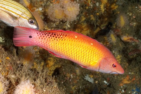 Diana wrasse (Bodianus diana)