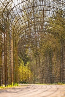 A lattice tunnel in a park where sun and shade create a filigree pattern, Schwetzingen Palace