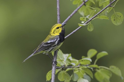 Black-throated Green Warbler (Setophaga virens) male, Ontario, Canada