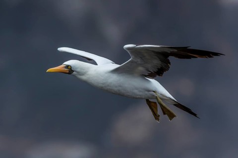 Nazca Booby (Sula granti) flying, Galapagos, Ecuador