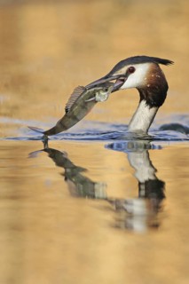 Great Crested Grebe (Podiceps cristatus), Zurich, Switzerland