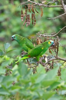 Blue-fronted Amazon (Amazona aestiva) perched on a branch in Bolivia, South America