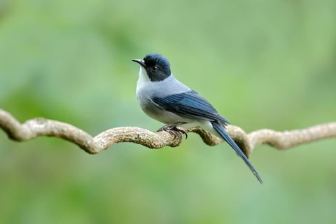 Black-headed Sibia (Heterophasia desgodinsi), Yunnan, China