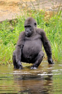 Western gorilla (Gorilla gorilla), young animal, at the water, alert