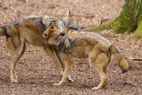 Two wolves standing close to each other in the forest, one resting its head on the other, showing