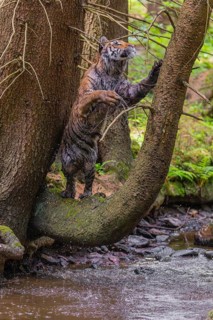 One young female Siberian Tiger, Panthera tigris altaica, standing on a curved tree over the cool