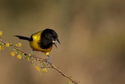 Audubon's Oriole (Icterus graduacauda) male perched on a branch, Texas, USA