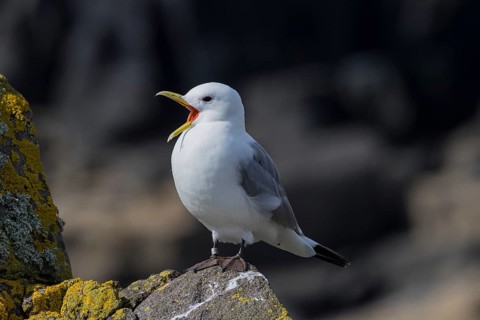 Black-legged Kittiwake (Rissa tridactyla) calling on a cliff, Scotland, United Kingdom