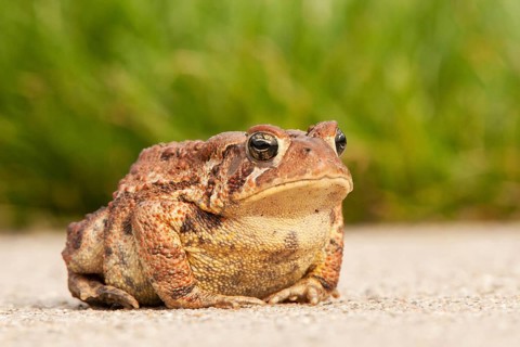 American Toad (Bufo americanus) resting on gravel road, Michigan, USA