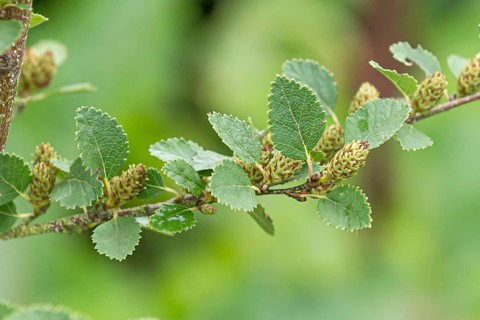 Dwarf birch (Betula humilis), Hohenheim Gardens, Germany