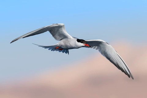 Common Tern (Sterna hirundo) flying, Eilat, Israel