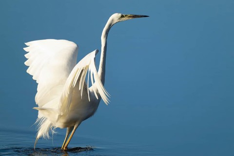 Great White Egret (Ardea alba) standing with open wings in the shallow water zone of a lake, blue