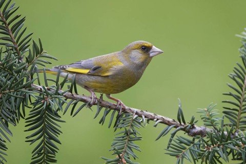 European Greenfinch (Chloris chloris), Brandenburg, Germany